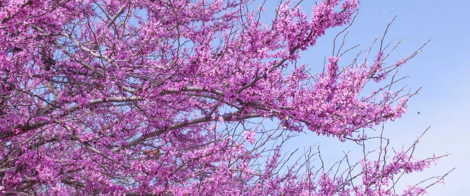Cherry blossoms