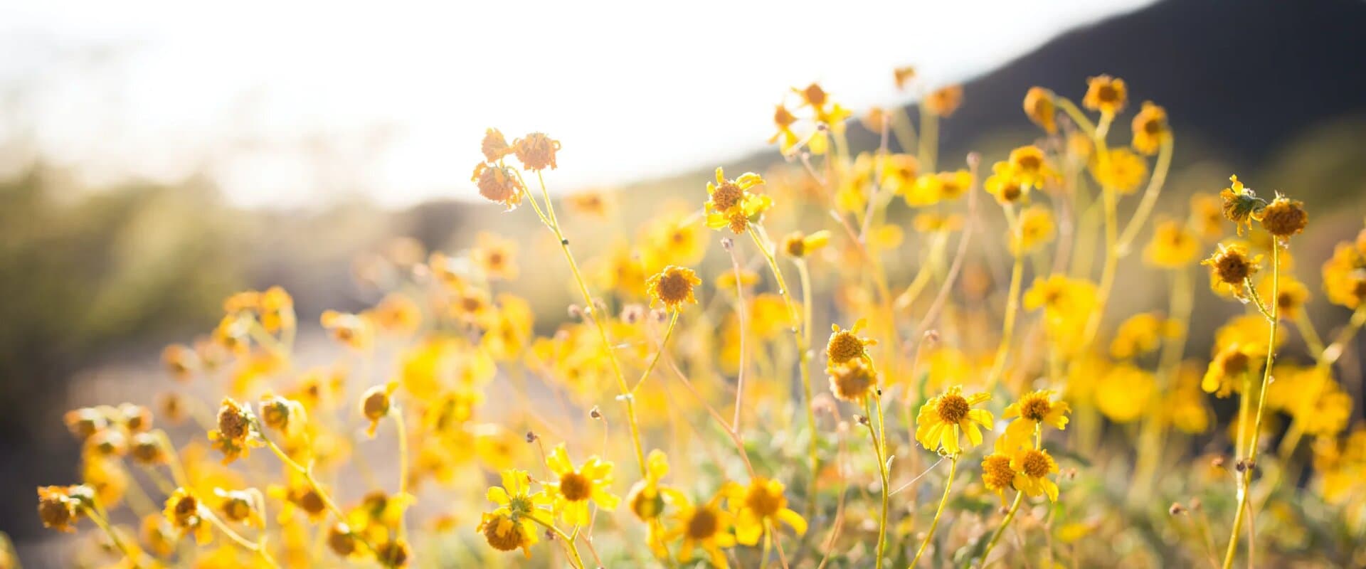 Wildflowers