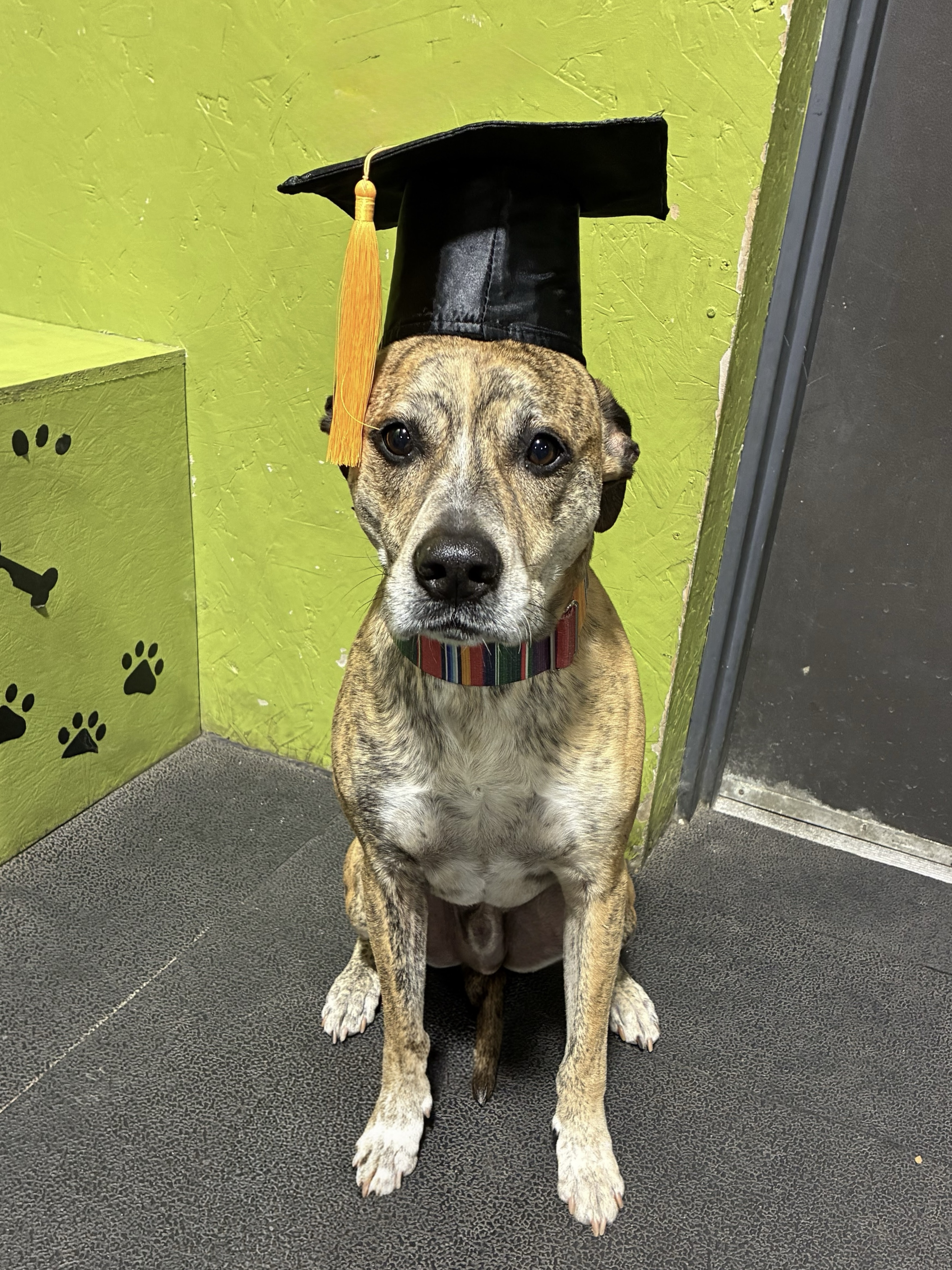 Tony Spumoni Bologna, Certified Therapy Dog